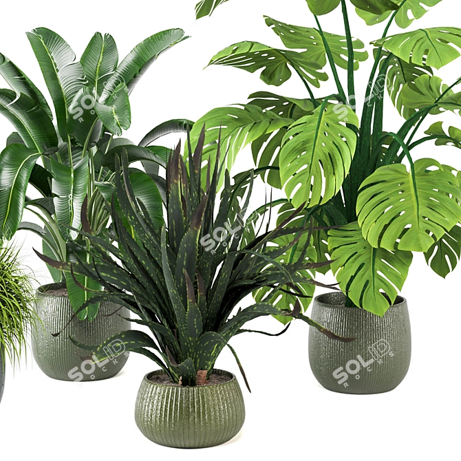 Tropical Greenery - Set of Indoor Plants 3D model image 6