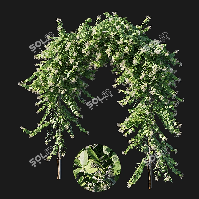 Combretum Indicum 03: Corona 3D Model 3D model image 1