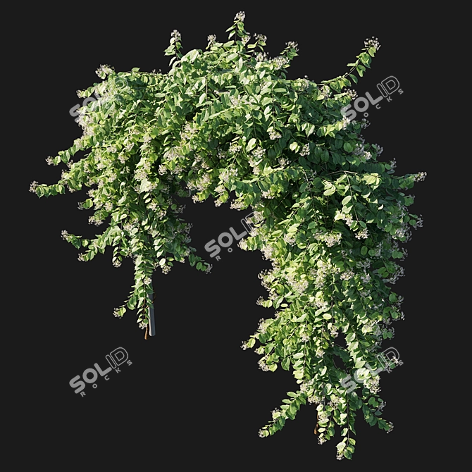 Combretum Indicum 03: Corona 3D Model 3D model image 2