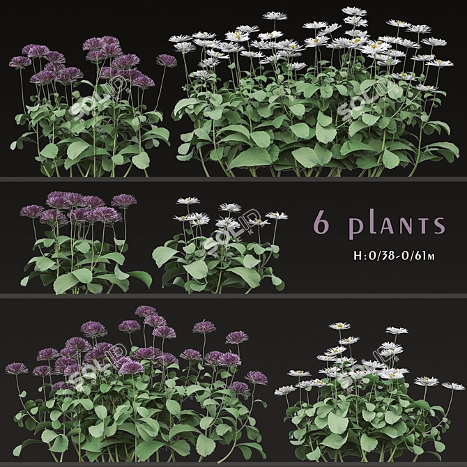 Blooming Bellis: Set of 6 Daisy Plants 3D model image 1