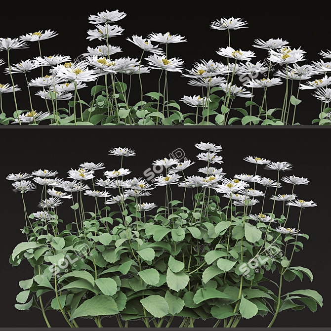 Blooming Bellis: Set of 6 Daisy Plants 3D model image 2