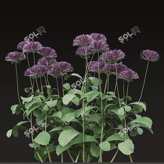 Blooming Bellis: Set of 6 Daisy Plants 3D model image 5