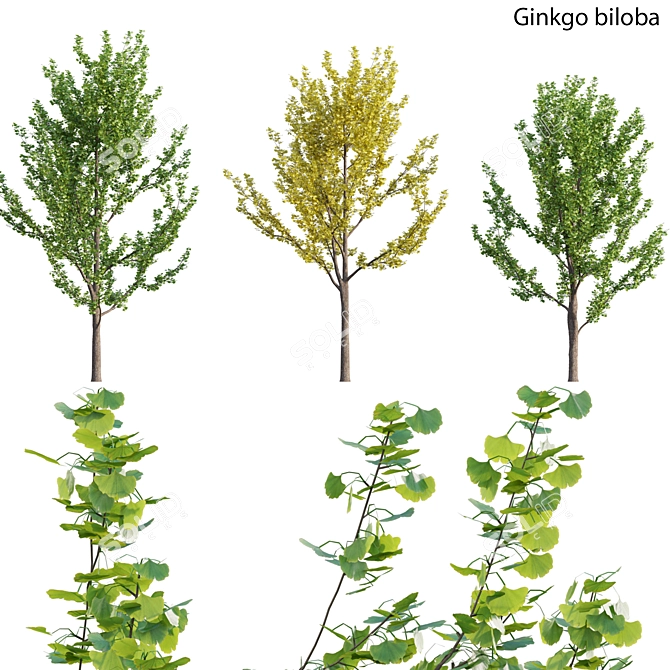 Ginkgo Biloba 3D Models 3D model image 1