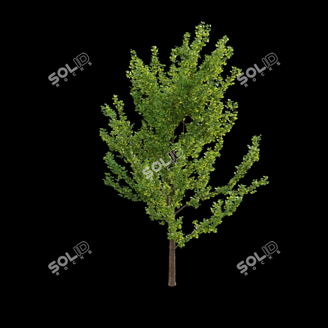 Ginkgo Biloba 3D Models 3D model image 4