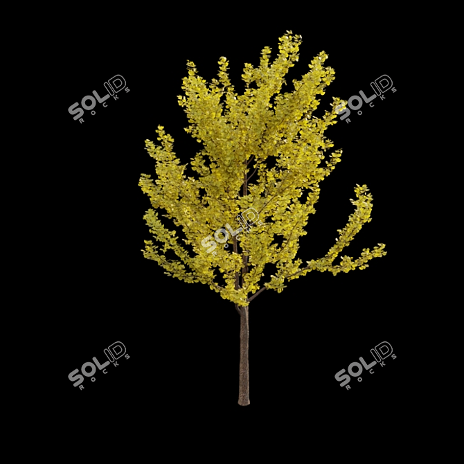 Ginkgo Biloba 3D Models 3D model image 5