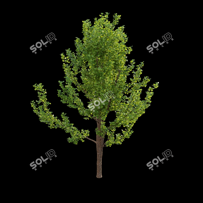 Ginkgo Biloba 3D Models 3D model image 6