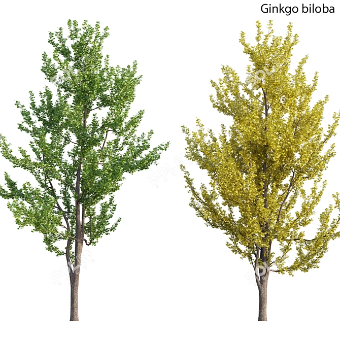 Ginkgo Biloba 3D Models & Textures 3D model image 1