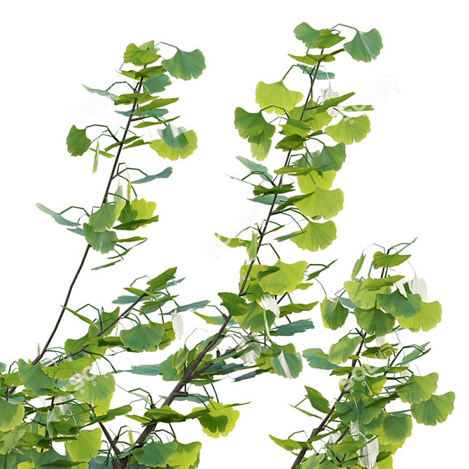 Ginkgo Biloba 3D Models & Textures 3D model image 2