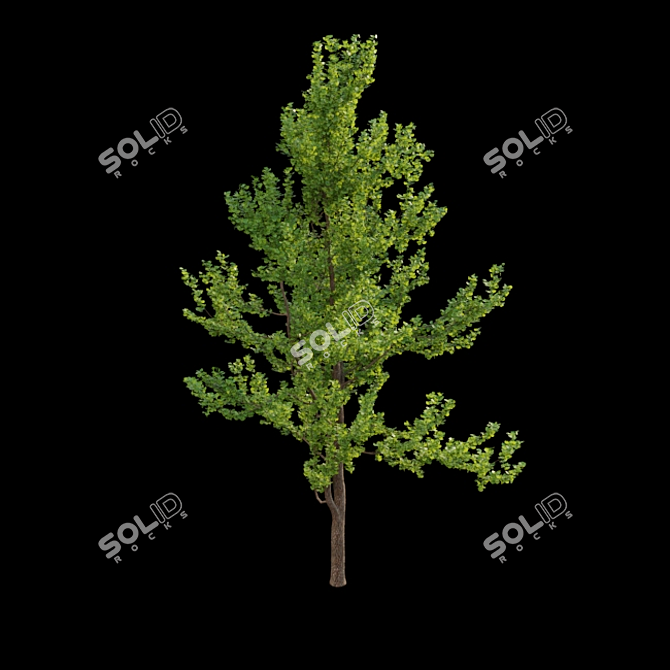 Ginkgo Biloba 3D Models & Textures 3D model image 4