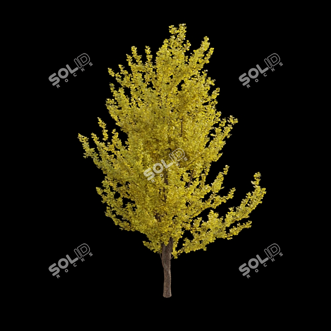 Ginkgo Biloba 3D Models & Textures 3D model image 5