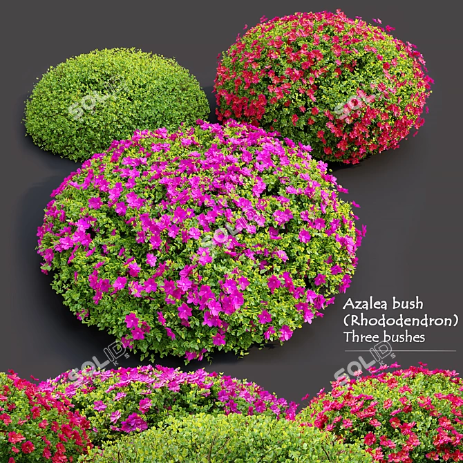 Blossom Azalea: Vray & Corona 3D model image 1