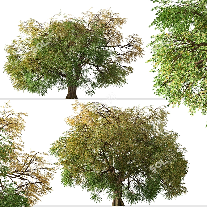 Kellogg Oak Tree: California's Majestic Beauty 3D model image 3