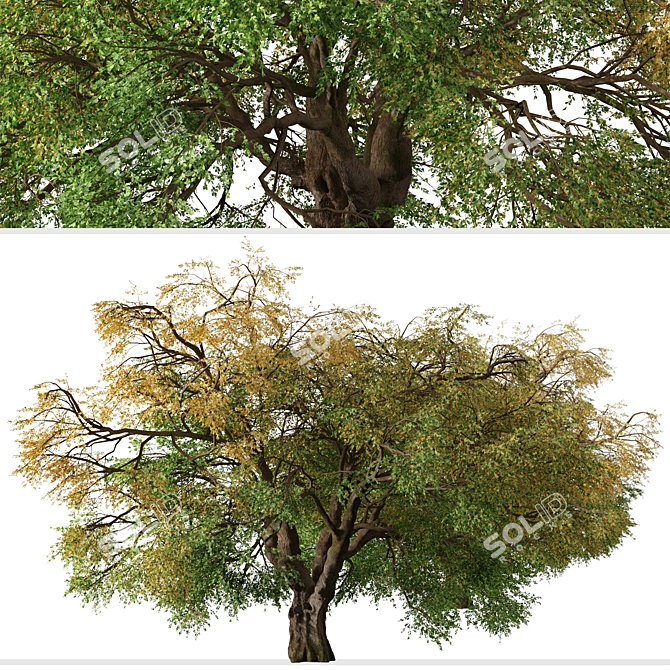 Kellogg Oak Tree: California's Majestic Beauty 3D model image 4