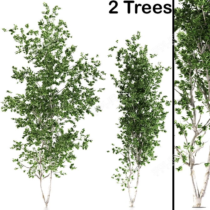 Aspen Duo: Natural Tree Beauty 3D model image 1