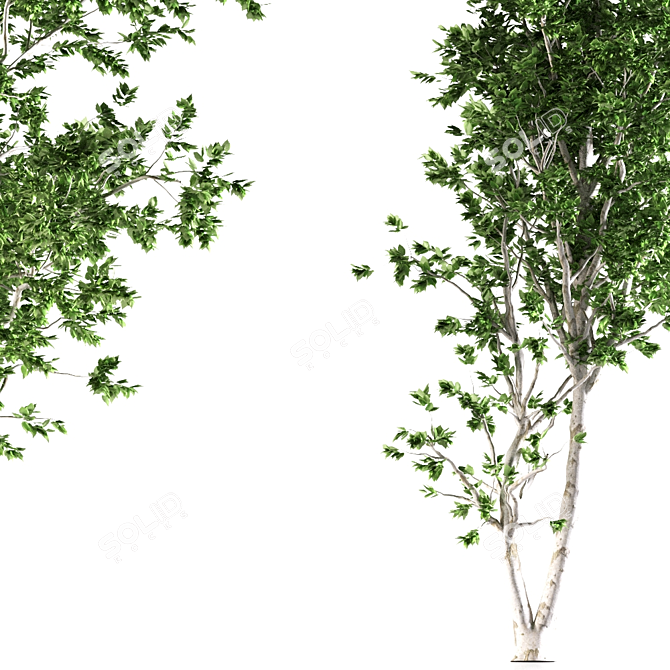 Aspen Duo: Natural Tree Beauty 3D model image 2