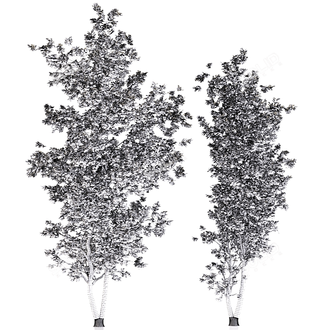 Aspen Duo: Natural Tree Beauty 3D model image 3