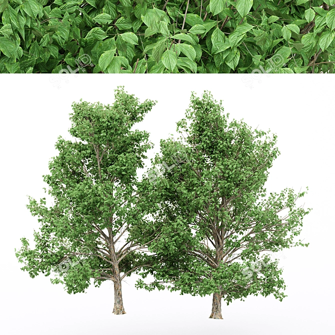 Korean Stewartia: 4 Gorgeous Trees 3D model image 1