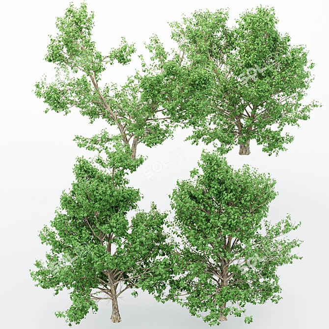 Korean Stewartia: 4 Gorgeous Trees 3D model image 2