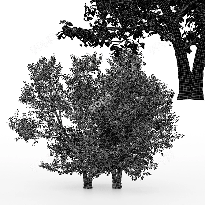 Korean Stewartia: 4 Gorgeous Trees 3D model image 4