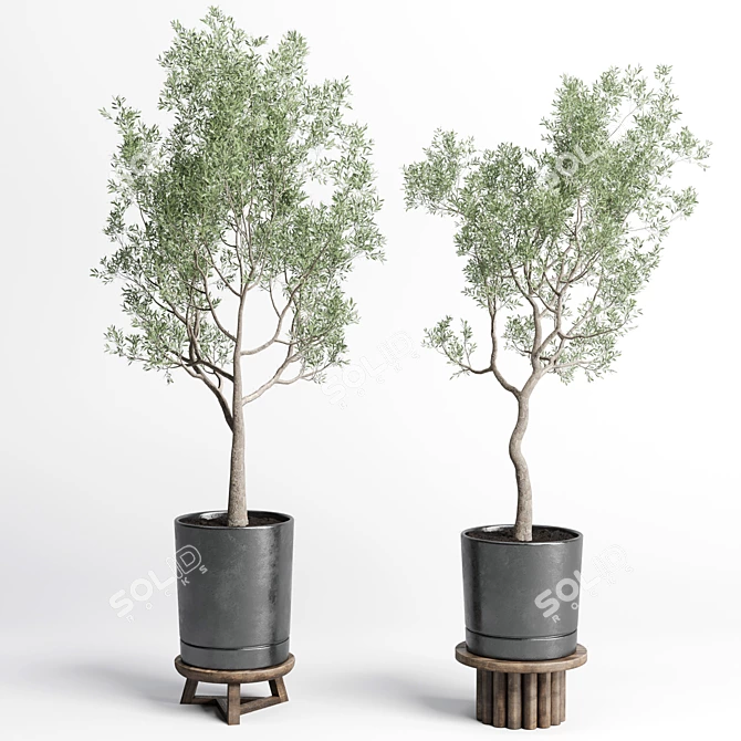 Concrete Vase Pot Tree Olive: Indoor Plant Collection 3D model image 1