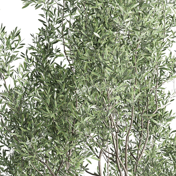 Concrete Vase Pot Tree Olive: Indoor Plant Collection 3D model image 4