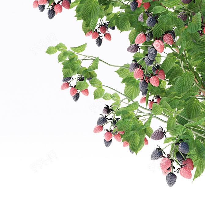 Premium Blackberry Bushes | Fresh and Juicy Blackberries 3D model image 5