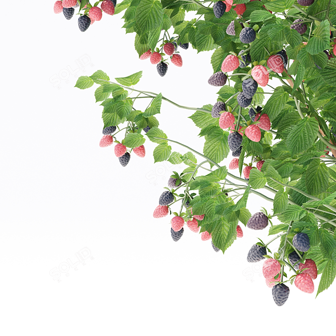 Premium Blackberry Bushes | Fresh and Juicy Blackberries 3D model image 7