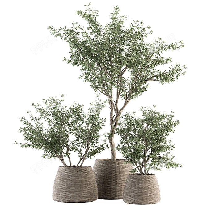 Olive Oasis: Indoor Plant Set 3D model image 1