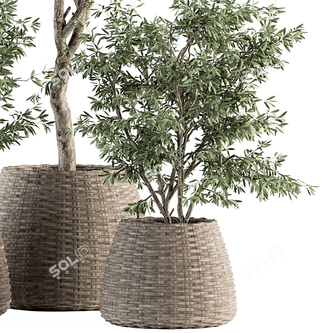 Olive Oasis: Indoor Plant Set 3D model image 3