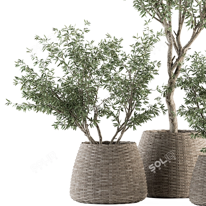 Olive Oasis: Indoor Plant Set 3D model image 4