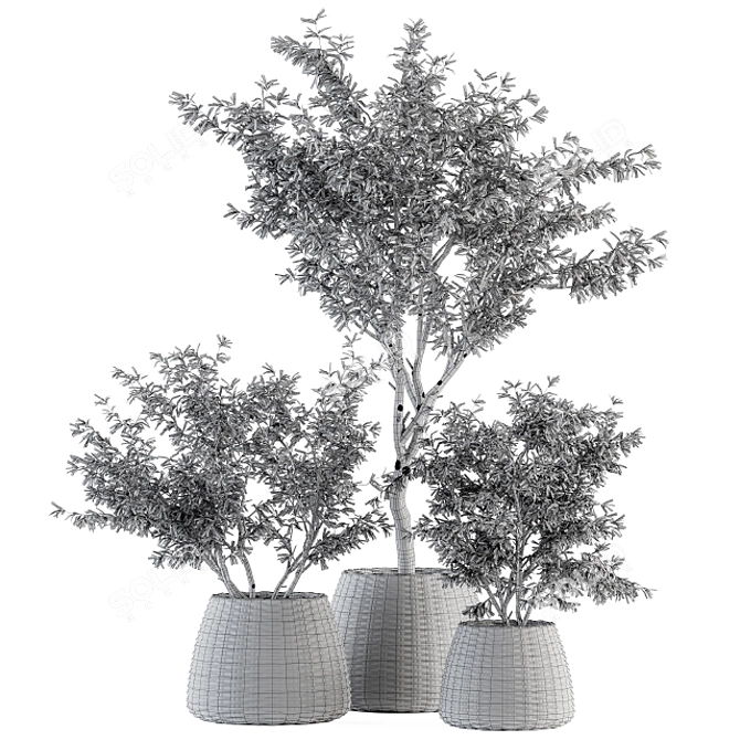 Olive Oasis: Indoor Plant Set 3D model image 5