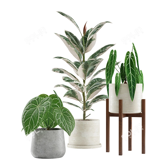 Exotic Indoor Plants Collection 3D model image 7