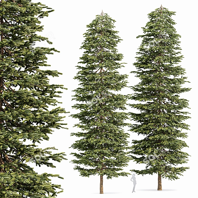 Black Spruce Pine: Stunning 3D Model 3D model image 1