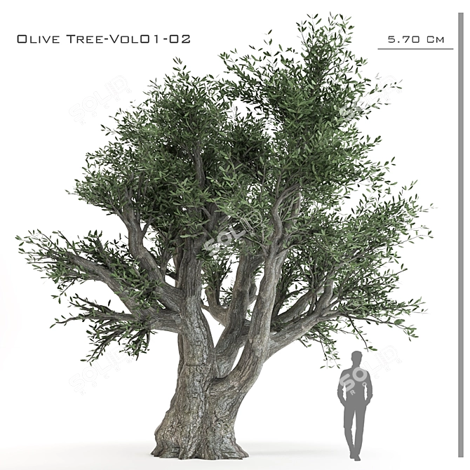 Artsy Olive Tree 3D Model 3D model image 1