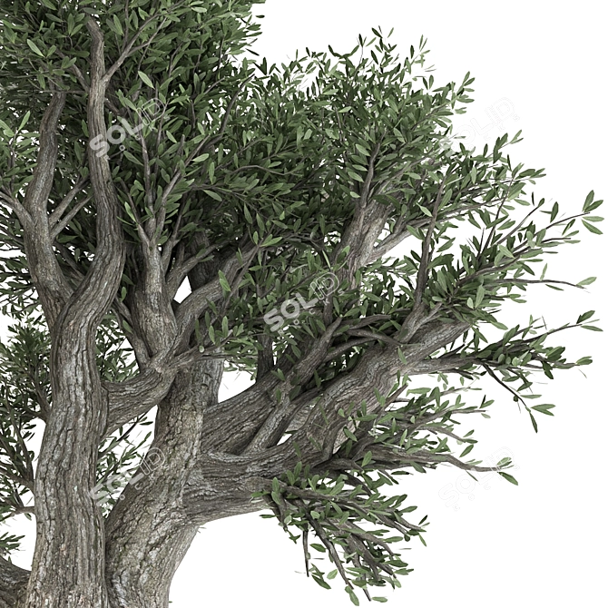 Artsy Olive Tree 3D Model 3D model image 3