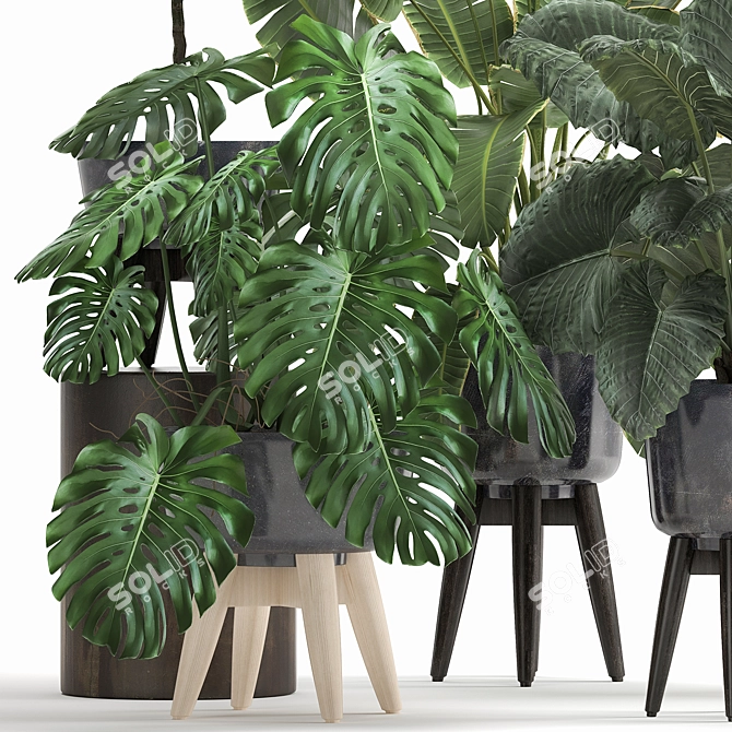 Tropical Plant Collection: Exotic Monstera, Alocasia, and Ficus 3D model image 2