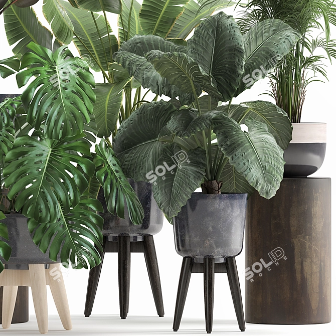 Tropical Plant Collection: Exotic Monstera, Alocasia, and Ficus 3D model image 4