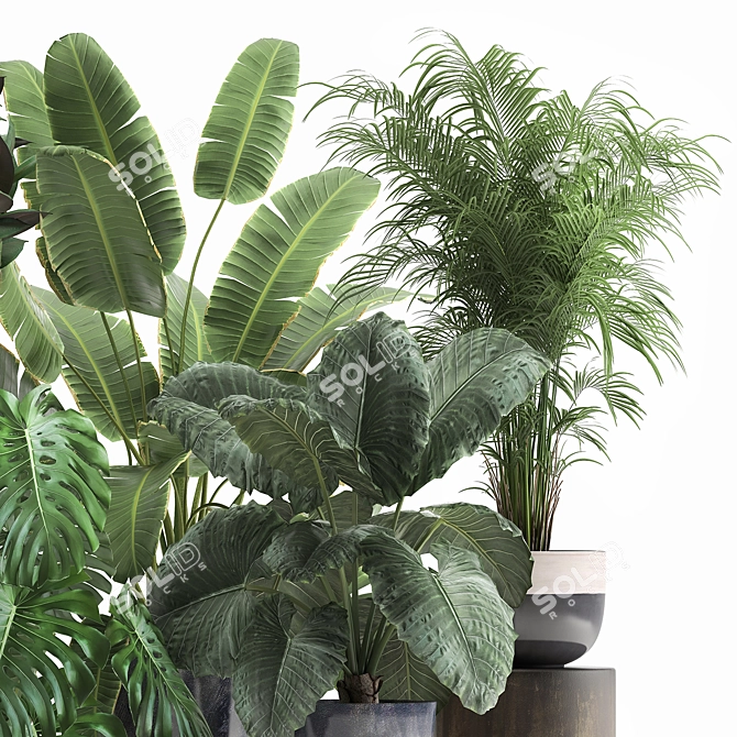 Tropical Plant Collection: Exotic Monstera, Alocasia, and Ficus 3D model image 5