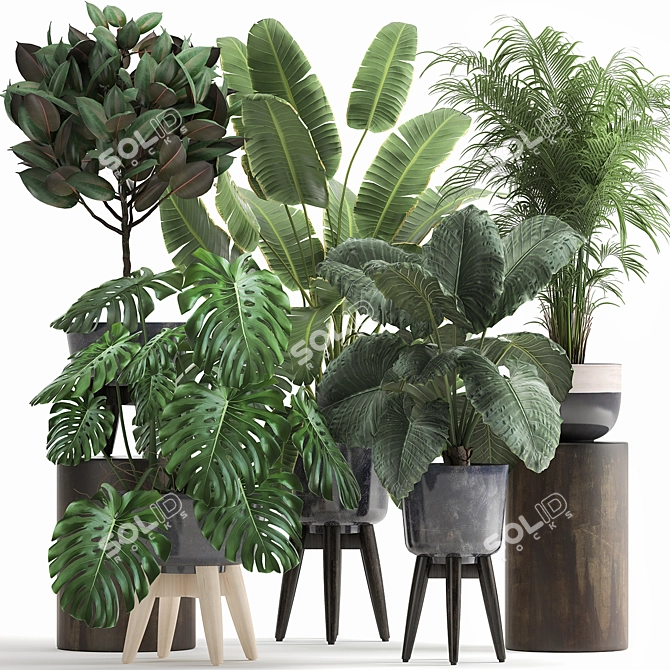 Tropical Plant Collection: Exotic Monstera, Alocasia, and Ficus 3D model image 6