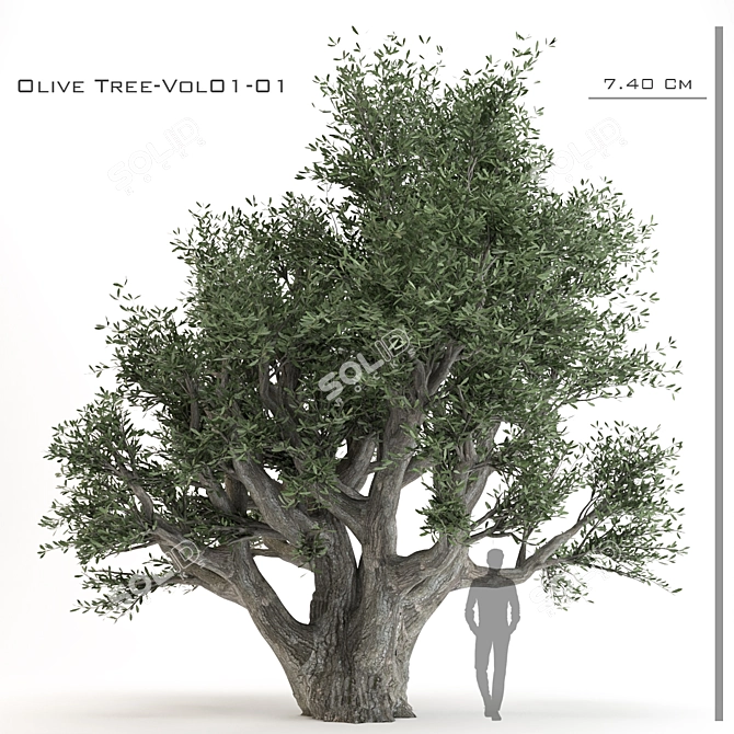  3D Olive Tree Model - PBR Material 3D model image 1