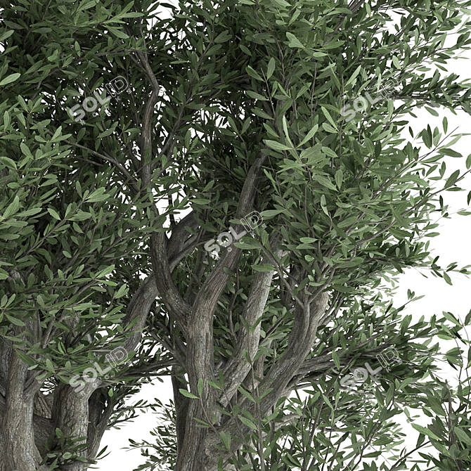  3D Olive Tree Model - PBR Material 3D model image 3