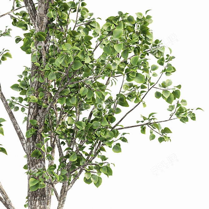 Birch 2 Trees - 3D Models With High Resolution 3D model image 2