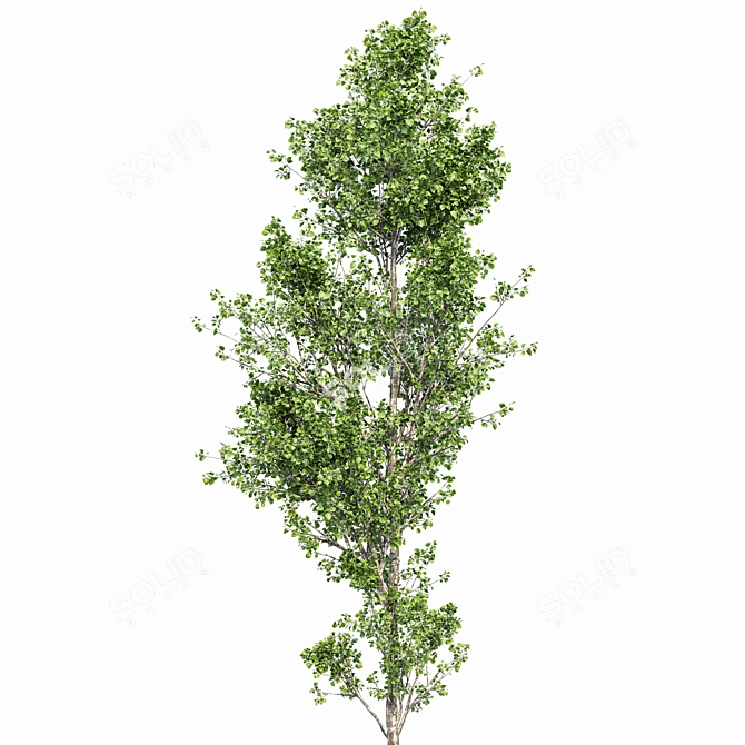 Birch 2 Trees - 3D Models With High Resolution 3D model image 4