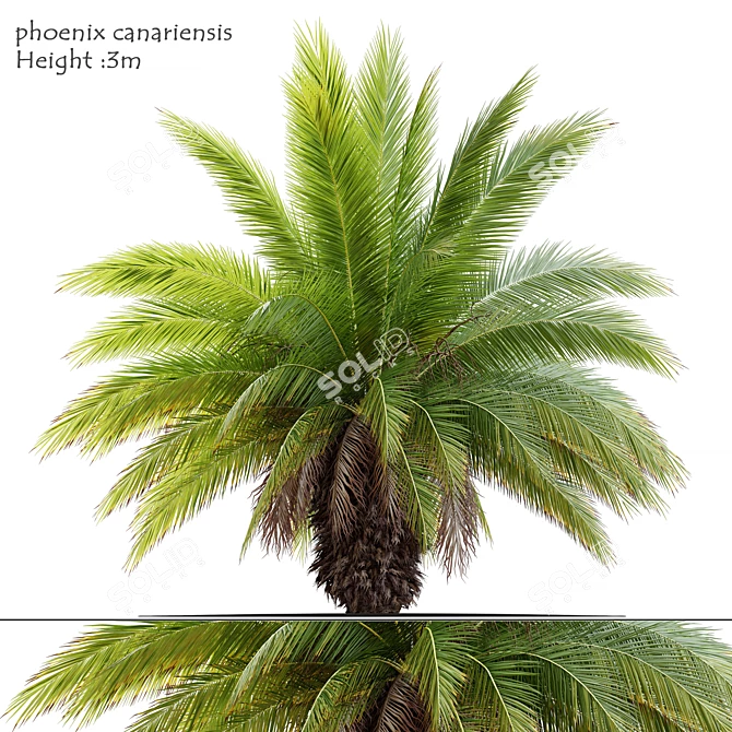 Canary Island Date Palm: 3m 3D model image 1