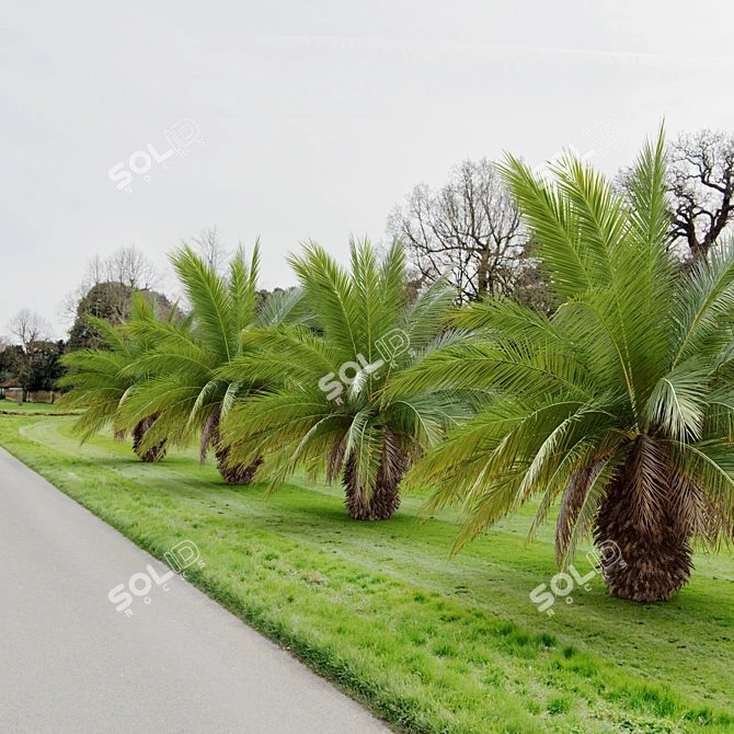 Canary Island Date Palm: 3m 3D model image 2