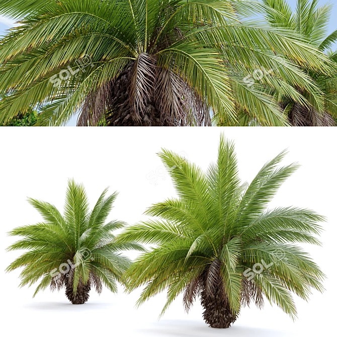 Canary Island Date Palm: 3m 3D model image 4