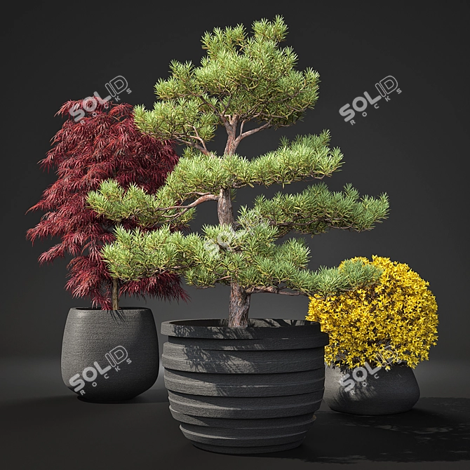 Outdoor Plant Pot Set: Red Dragon Maple, Forsythia & Pine Topiaries 3D model image 1