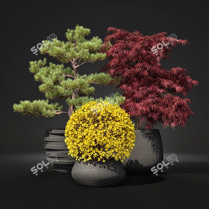 Outdoor Plant Pot Set: Red Dragon Maple, Forsythia & Pine Topiaries 3D model image 2