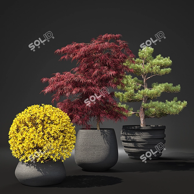 Outdoor Plant Pot Set: Red Dragon Maple, Forsythia & Pine Topiaries 3D model image 3