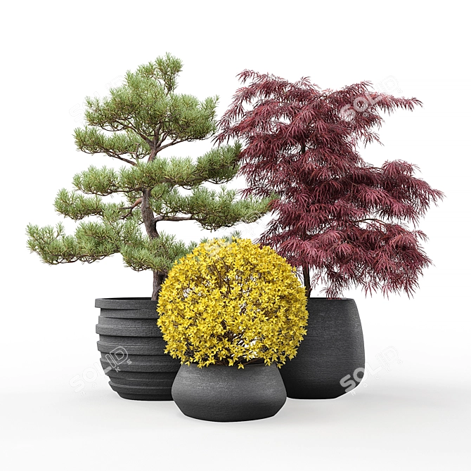 Outdoor Plant Pot Set: Red Dragon Maple, Forsythia & Pine Topiaries 3D model image 6